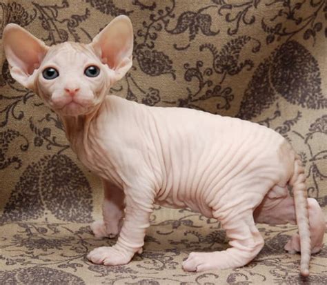 Sphynx - Toate Animalele