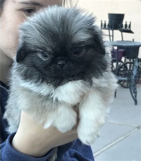 a person holding a small dog in their hands