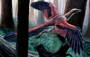 Cu L Es El Dinosaurio Archaeopteryx Sooluciona