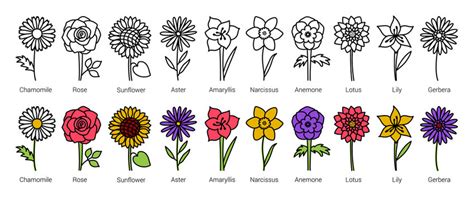 Diffe Types Of Cartoon Flowers To Drawing With Names Infoupdate Org