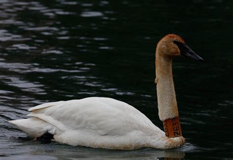 Trumpeter Swans With Captive Neck Collars In Pa By Alex Lamoreaux