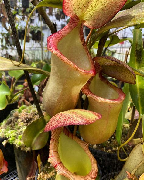 Nepenthes Ventricosa X Ephippiata Female Rooted Cutting Carnivorous