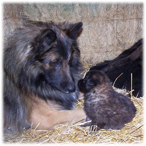 Double K Ranch Tervuren Puppies