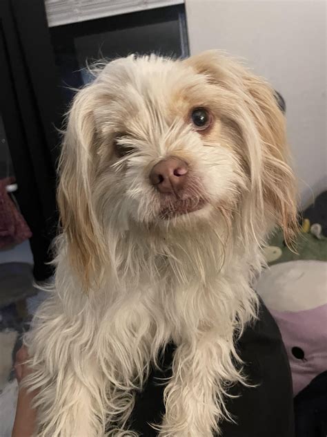 FOUND DOG : r/tulsa