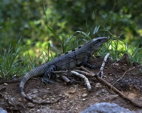 Black Spiny Tailed Iguana Facts Diet Habitat And Pictures On Animaliabio