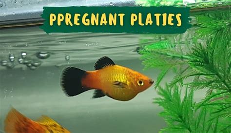 Pregnant Platies: Symptoms, Duration, Care Guide, FAQs