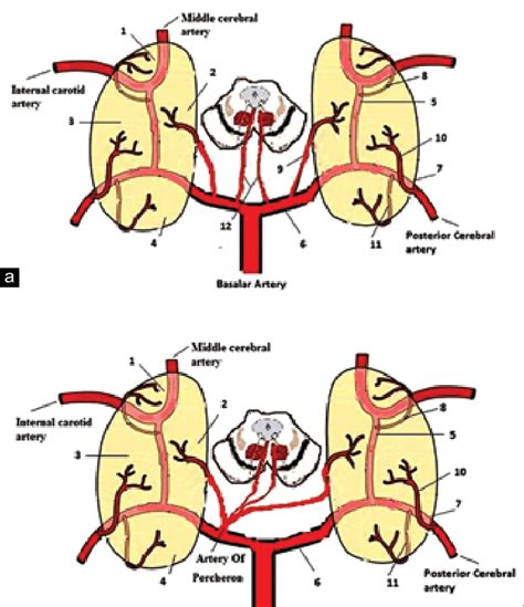 A And B Thalamic Vascular Territories And Their Arterial Supply 1 Download Scientific