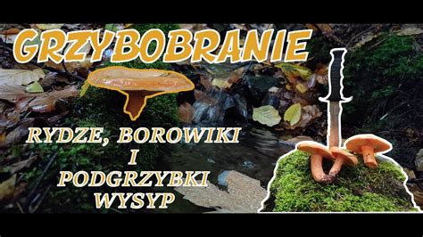 Grzybobranie Rydze Borowiki I Podgrzybki Wysyp Youtube