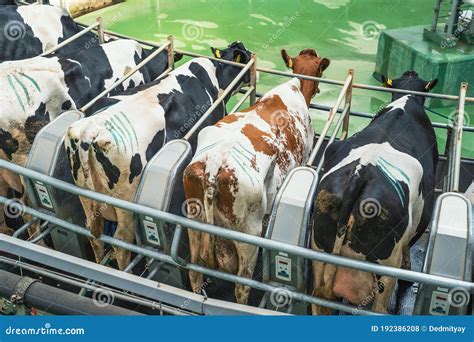 Cows On Round Rotary Machine For Milking In Dairy Farm Industrial Milk