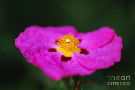 Australian Hibiscus Desert Rose Photograph By Joy Watson Pixels