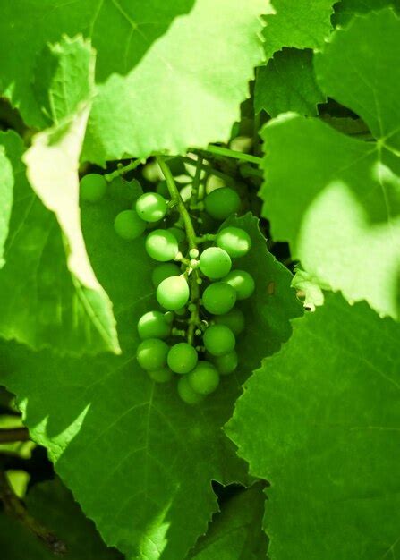 Una Ramita De Uvas Verdes J Venes Cuelga De Un Arbusto De Uva Concepto