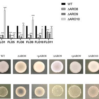 Effect Of Aro Gene Deletion And Overexpression On Gene Expression And