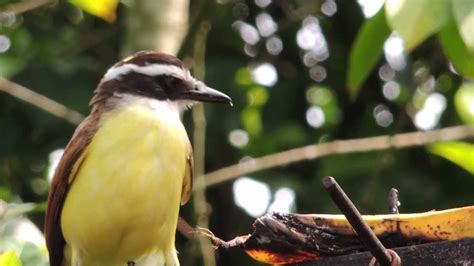 429 Pájaro amarillo y negro posado en comedero Raw Naturaleza