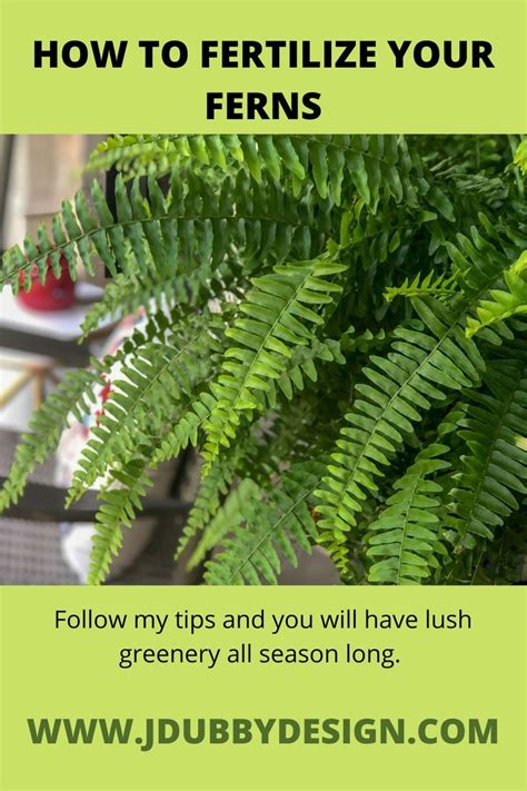 Pin On Fern Care