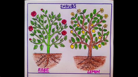 Shrubs Drawinghow To Draw Shrubsshrubs Drawing Easyclass 23 Evs