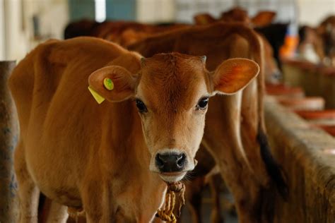 New skin test for bovine TB outperforms standard assay