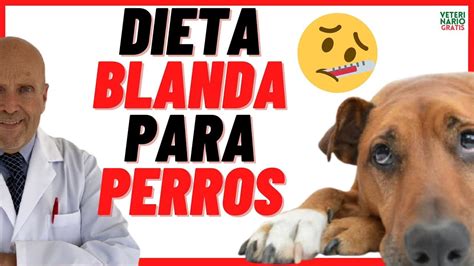 Consejos Para Una Dieta Blando Para Tu Perro Con Diarrea ¡un Alivio