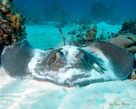 Image Library Stuart Coves Bahamas Dive Shop Tours