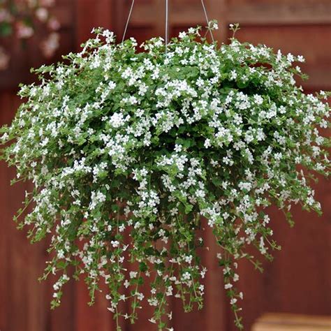 Bacopa Seeds - Bacopa flowers - Annual Flower Seeds