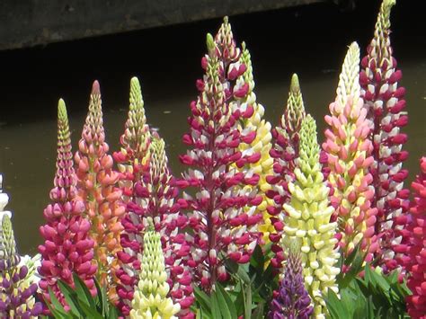 Garden Lupine Lupinus Flower And Garden In Japan And More