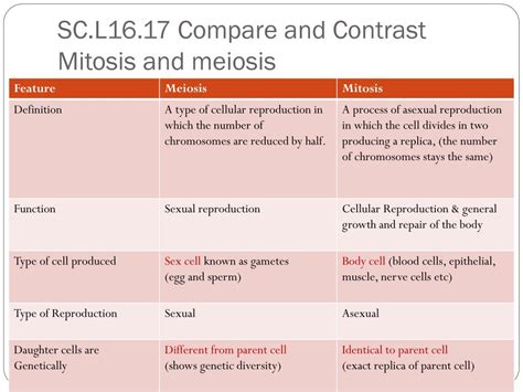 Ppt Mitosis And Meiosis Powerpoint Presentation Free Download Id