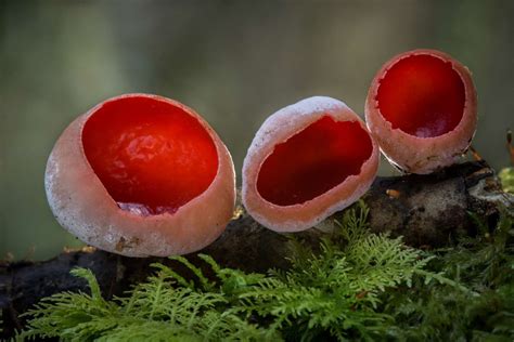 Naturally Colorful Mushrooms