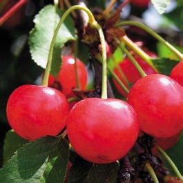 North Star Cherry Tree from Wayside Gardens | Wayside Gardens