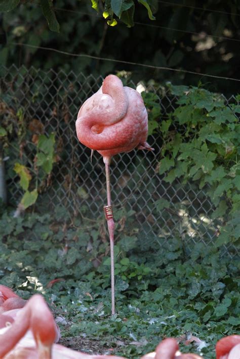 Flamant Rose Flamant Rose Au Parc Zoologique Et Botanique Flickr