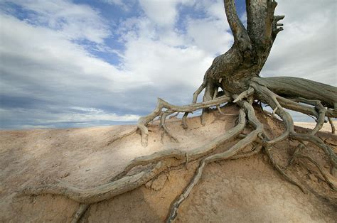 Ancient Roots Photograph by Laura Tucker