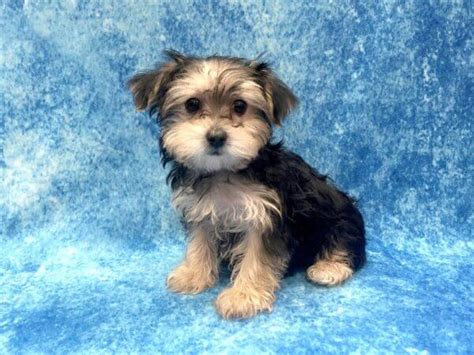 Morkie Dog Breed: Care, Training, and Adoption - Animal Gator