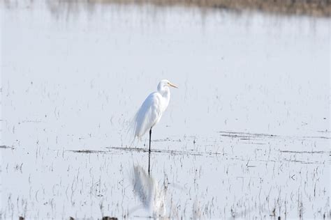 Dsc3877 Great White Egret Stacey Hebrard Flickr