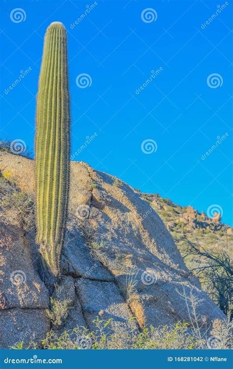 Saguaro Cactus Carnegiea Gigantea At The Tonto National Forest In The