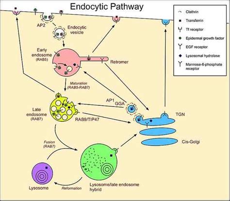 Différence entre l endosome et le lysosome Prodiffs