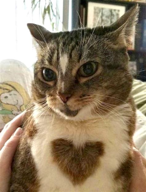 This Cat With A Heart Gag