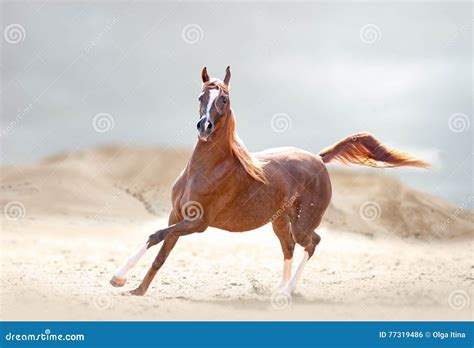 Arabian Horses Running In The Desert