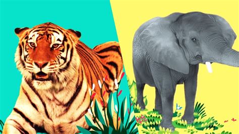 StoryBots | Wild Animal Songs For Kids | Jungle: Lion, Tiger, Rhino ...