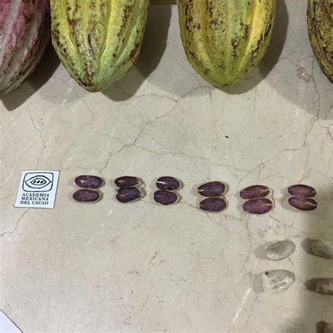 Conoces El Proceso De Como El Cacao Se Transforma En Chocolate