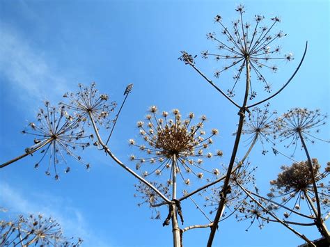 Riesen B Renklau Heracleum Mantegazzianum Im Hockenheimer Rheinbogen