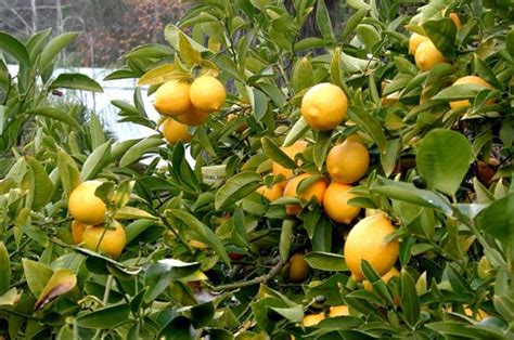 10 Self Pollinating Fruit Trees Home N Gardening Tips