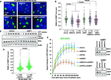 Rif Maintains The Bp Barrier By Preventing Bp Repositioning A