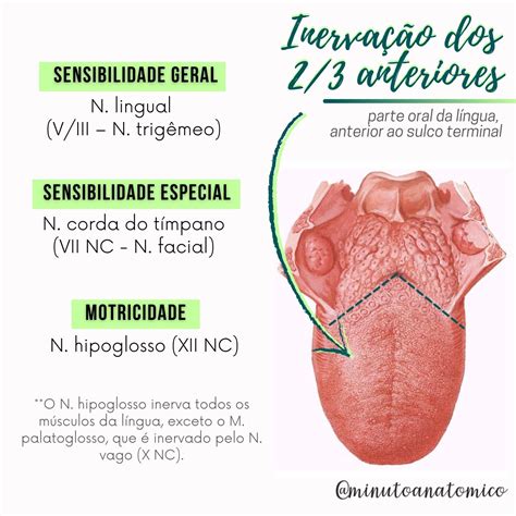 Minuto Anat Mico Inerva O Da L Ngua Anatomia Fisioterapia