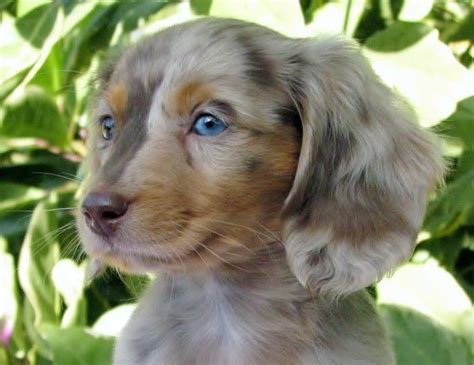 Teacup Weiner Miniature Dachshund Long Hair I Would Take One Of These