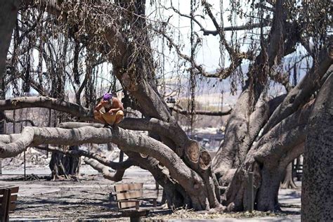 Maui Fire Banyan Tree 2024 - Lynna Rosalia