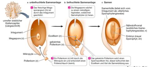 Morphologie Bl Ten Fortpflanzungsorgane Sprossachse