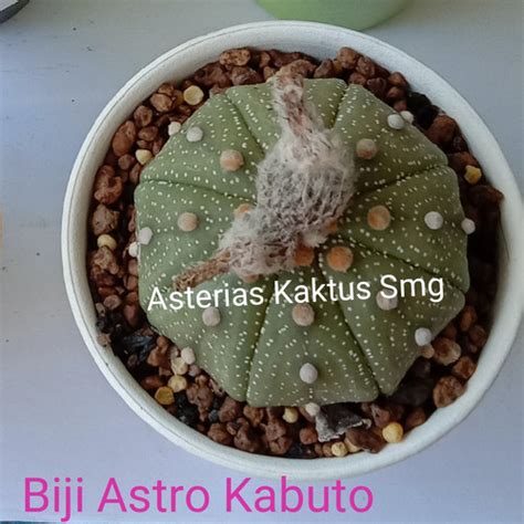 Jual Biji Kaktus Astro Astrophytum Asterias Kabuto Kota Semarang