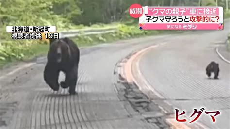 北海道で“クマの親子”が車に接近 子グマ守ろうと威嚇か 繁殖期で動き活発に（2023年5月22日掲載）｜日テレnews Nnn