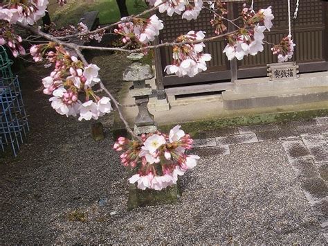 神社の桜 なんでもかんでも手帳・Ⅱ