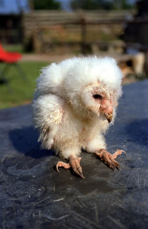 Baby Barn Owl Free Photo Download | FreeImages