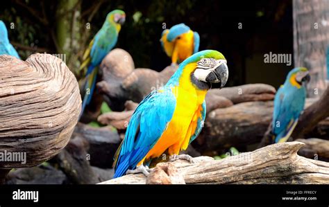 Aviary Macaw Hi Res Stock Photography And Images Alamy