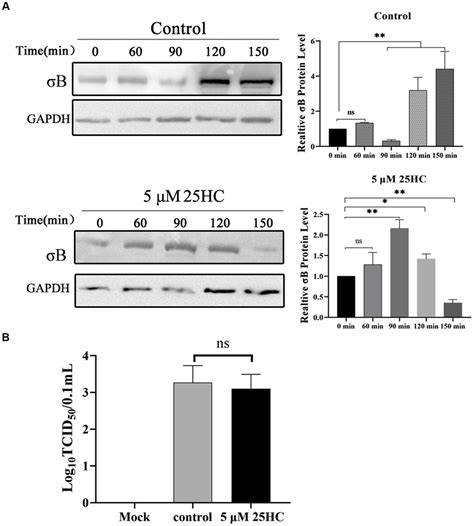 Frontiers Cholesterol Hydroxylase Suppresses Avian Reovirus